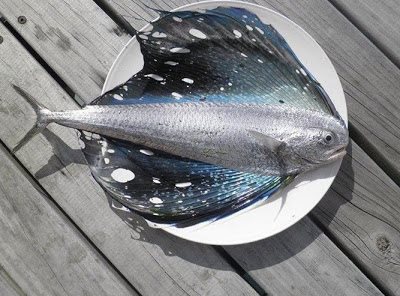 Strano pesce pescato a largo della nuova Zelanda