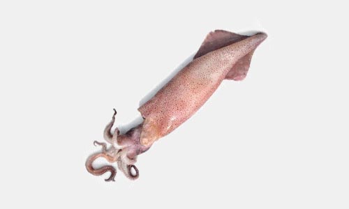 Calamaro – Esche per mare