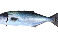 Pesce Serra
