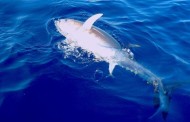Pesca al tonno – Azioni di pesca