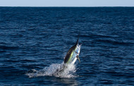 Blue Marlin da record in Messico – 350 KG