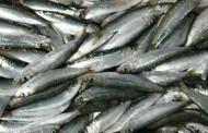 Sarda – Esca per pesca in mare