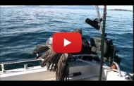 Un aquila in mare – Video
