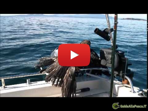 Un aquila in mare – Video