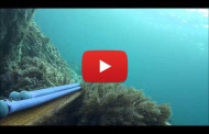 Pesca sub in prima persona – Video