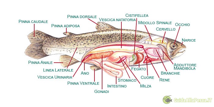 anatomia-pesci-e-organi