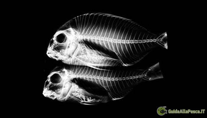 Anatomia dei pesci