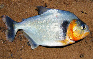 Piranha Allungato