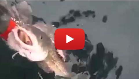 Video – Come pescare due pesci in un colpo