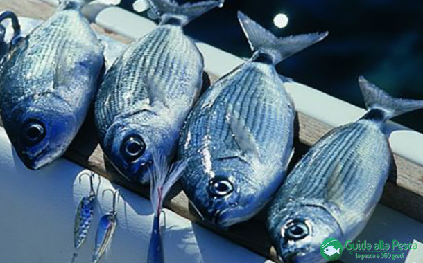 Obbligo di segnalazione attività di pesca in mare per il 2016