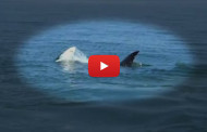 VIDEO – Orche attaccano squalo di 3 metri