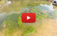 Serpente cattura pesce gatto gigante – VIDEO